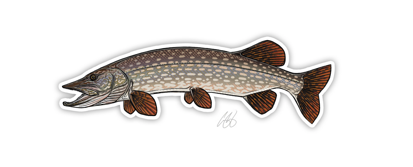 Northern Pike Decal