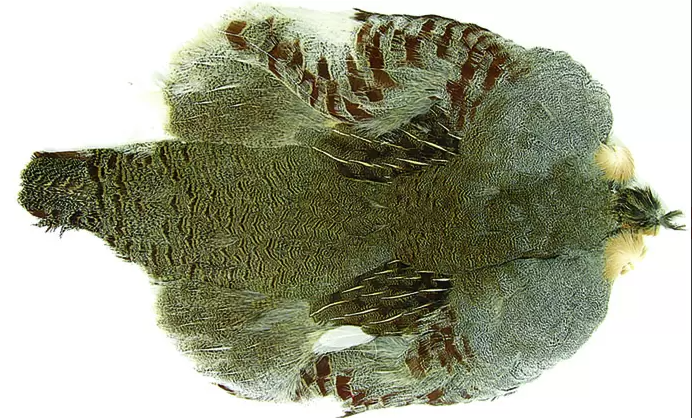Hungarian Partridge Whole Skin