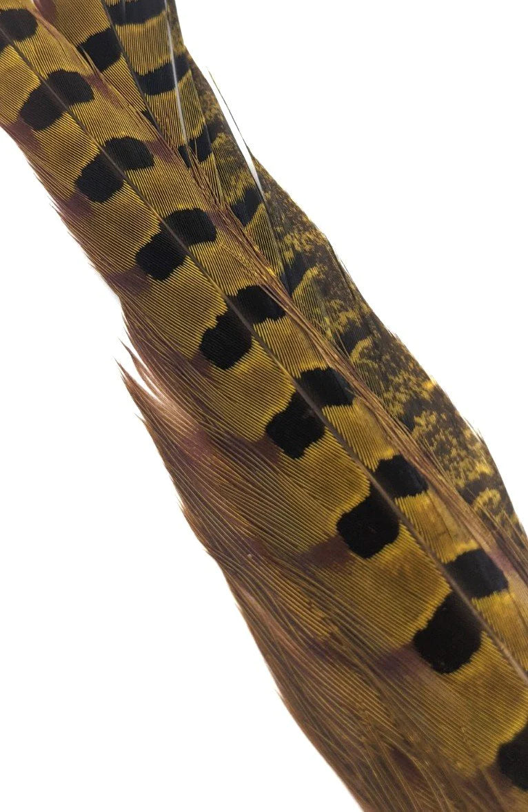 Ringneck Tail Feathers