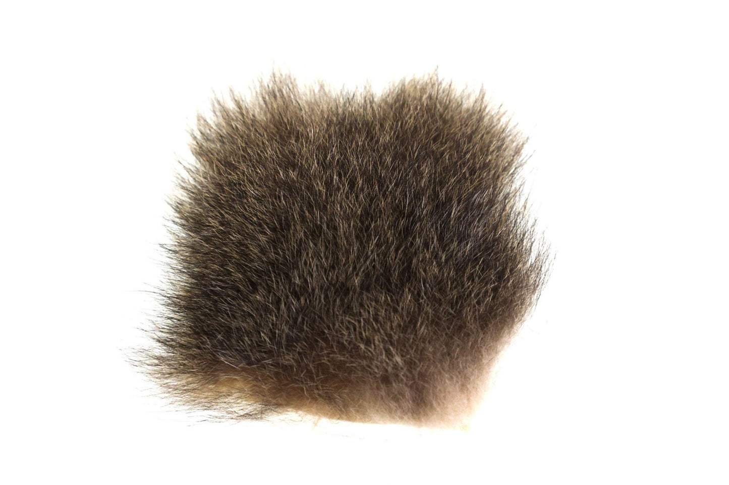 Australian Opossum - Small