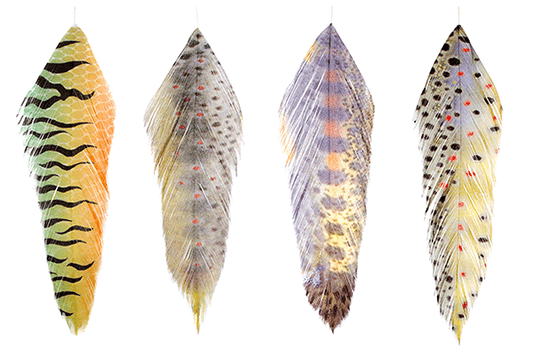 Galloups Fish Feathers