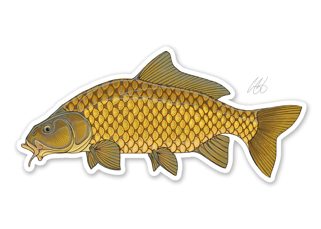 Common Carp Decal