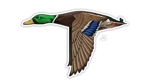 Mallard Decal