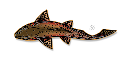 Swimming Cutthroat Decal