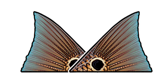 Tailing Redfish Decal