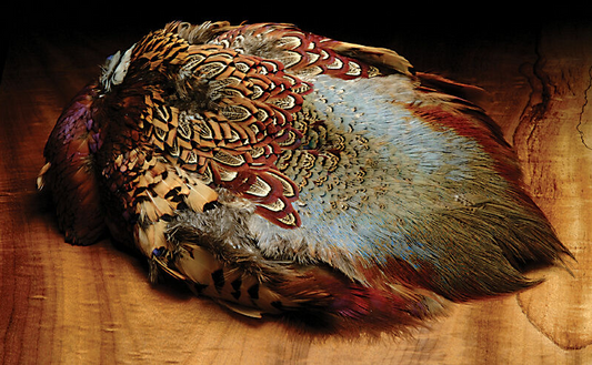 Ringneck Pheasant Skin
