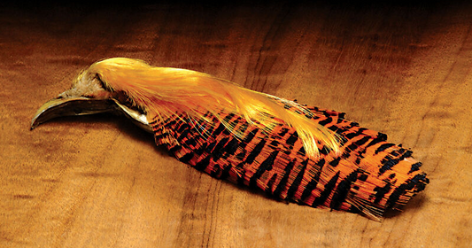 Golden Pheasant Complete Head