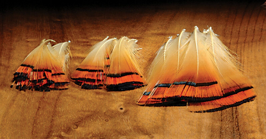 Golden Pheasant Med Tippets