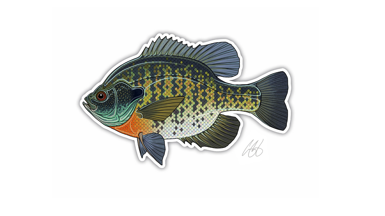 Bluegill Decal