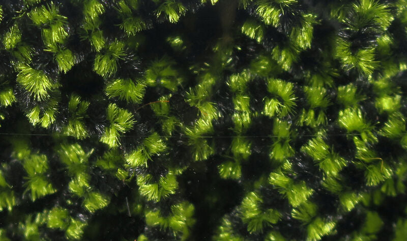 Fly Fish Food's Small Stonefly Chenille