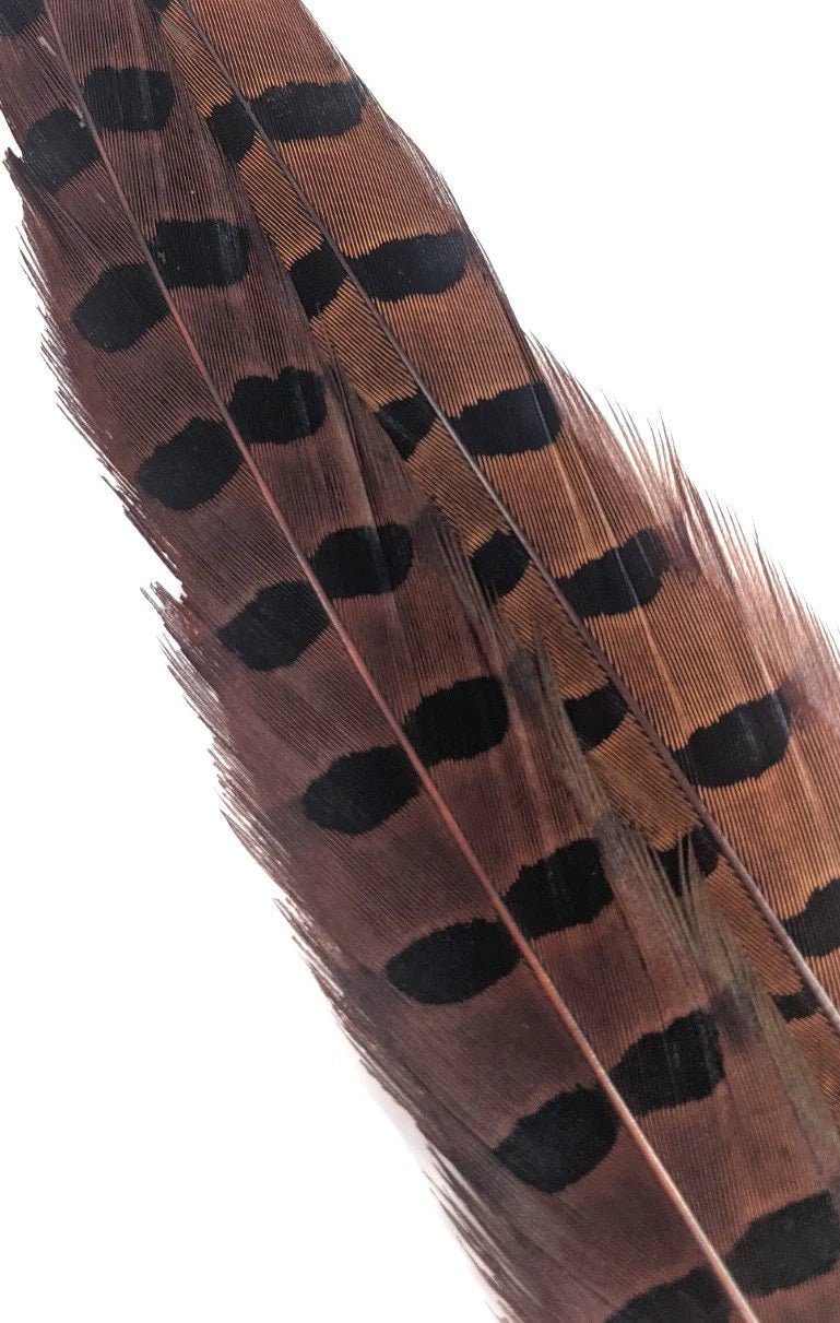 Ringneck Tail Feathers - 1 pair - Ginger